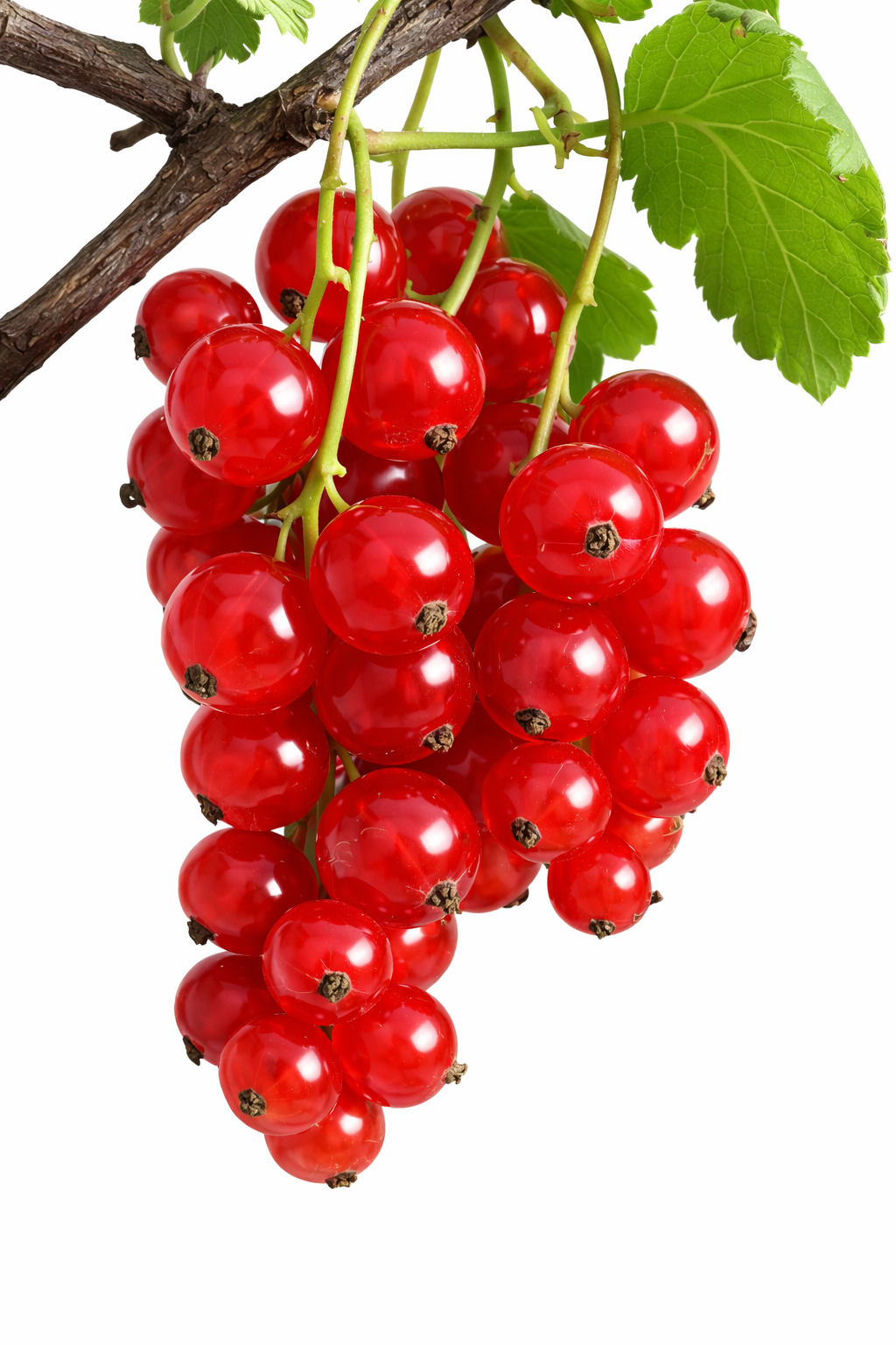 RED CURRANT PKT