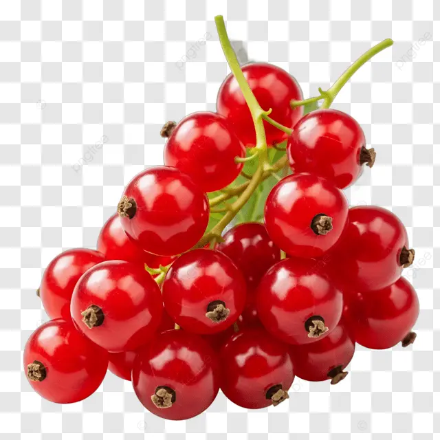 RED CURRANT PKT