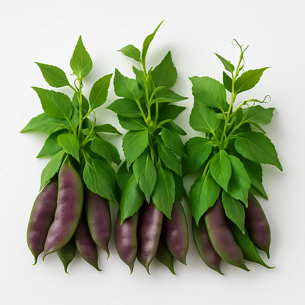 SEM CHAORI A GRADE 450-500GM