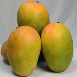 MANGO KESAR - (approx450g-500g)