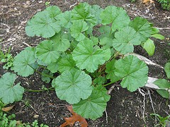 SOCHAL SAAG - (500 GM)