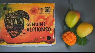 ALPHONSO MANGO RATNAGIRI (6 pcs)