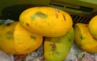 MANGO HAMAM GOLDEN  (1KG )