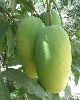 MANGO CHAUSA GOLDEN - 950GM - 1KG