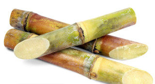 Sugarcane (ganna) PCS.