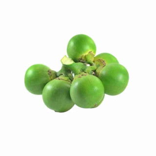 CORDIA DICHOTOMA (Lasoda) - (250g-300g)