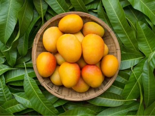MANGO DENGA GOLDEN ( APPROX - 950GM - 1 KG )