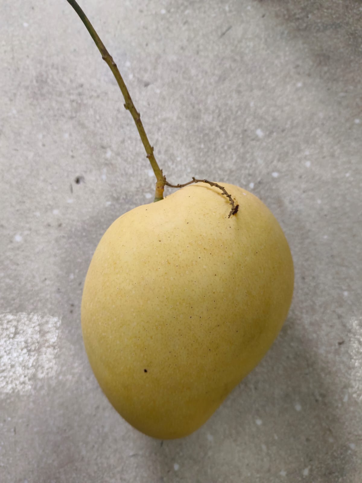 MANGO SAFEDA GOLDEN (FARM PICK) 11.5 KG TO 12 KG