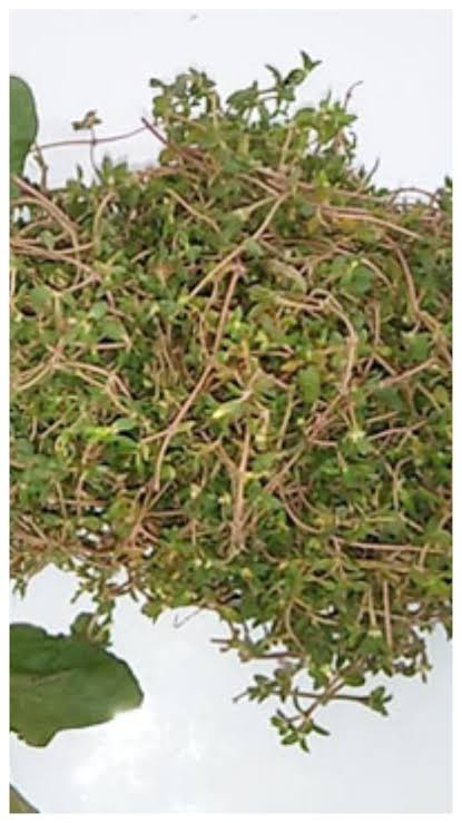 NONI SAAG